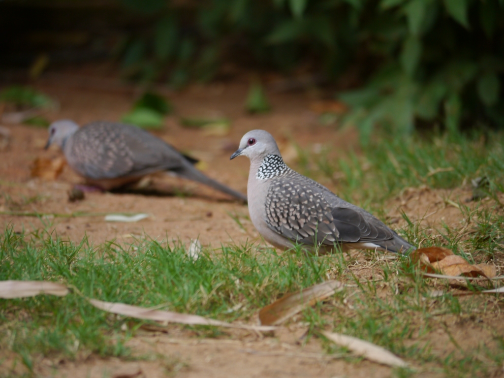 spotted doves x 2