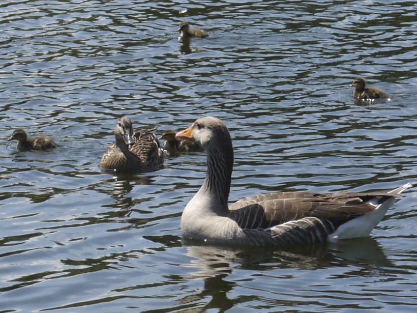Mother duck looks at goose