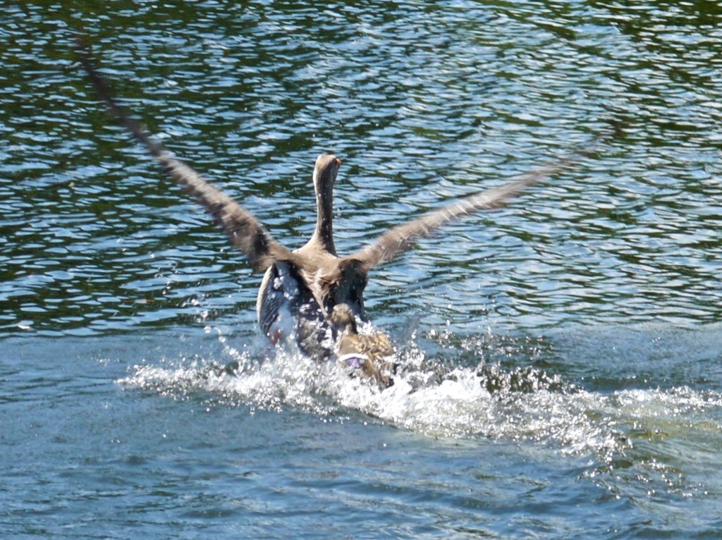 Mother duck attacks goose