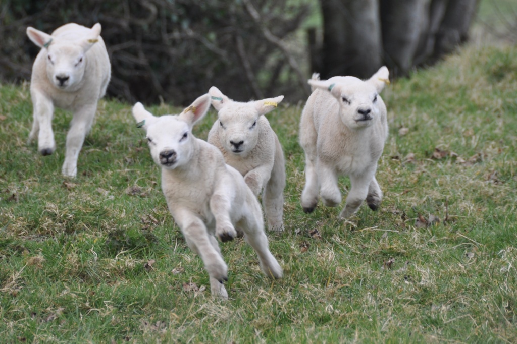 Gambolling lambs