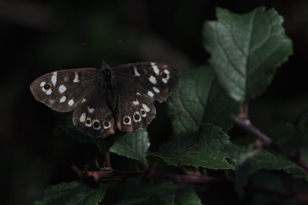 Butterfly speckled wood